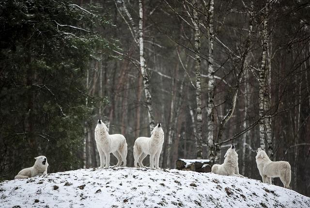 Spotting the Wolves: Identifying Common Scams Targeting Seniors