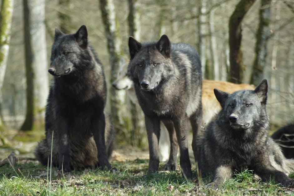 Spotting the Wolves: Identifying Red Flags ⁣in Common Scams