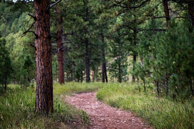 Discover Tranquil Trails Perfect for Leisurely Walks